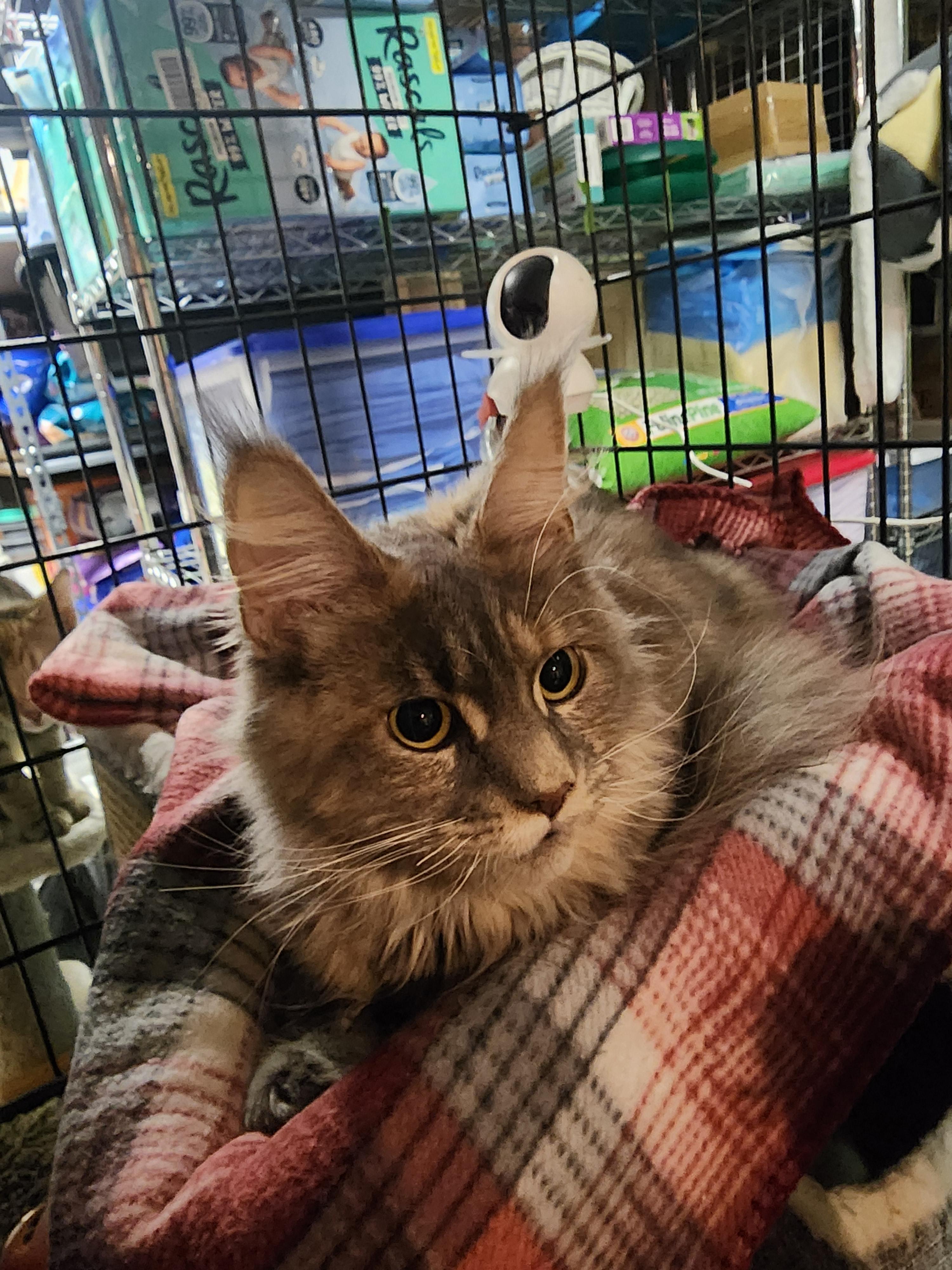 Enlarge Chanel, an adopted mixed breed in Waterloo, IA image 3/4