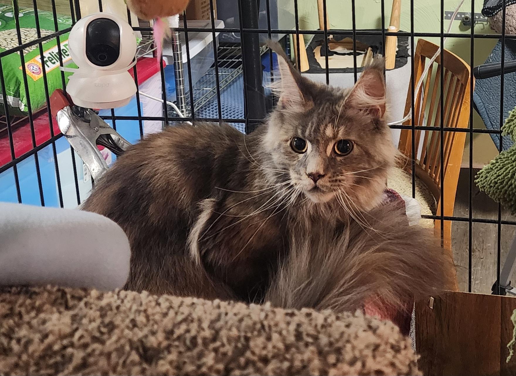 Chanel, adopted, Adult Female Maine Coon & Domestic Long Hair.