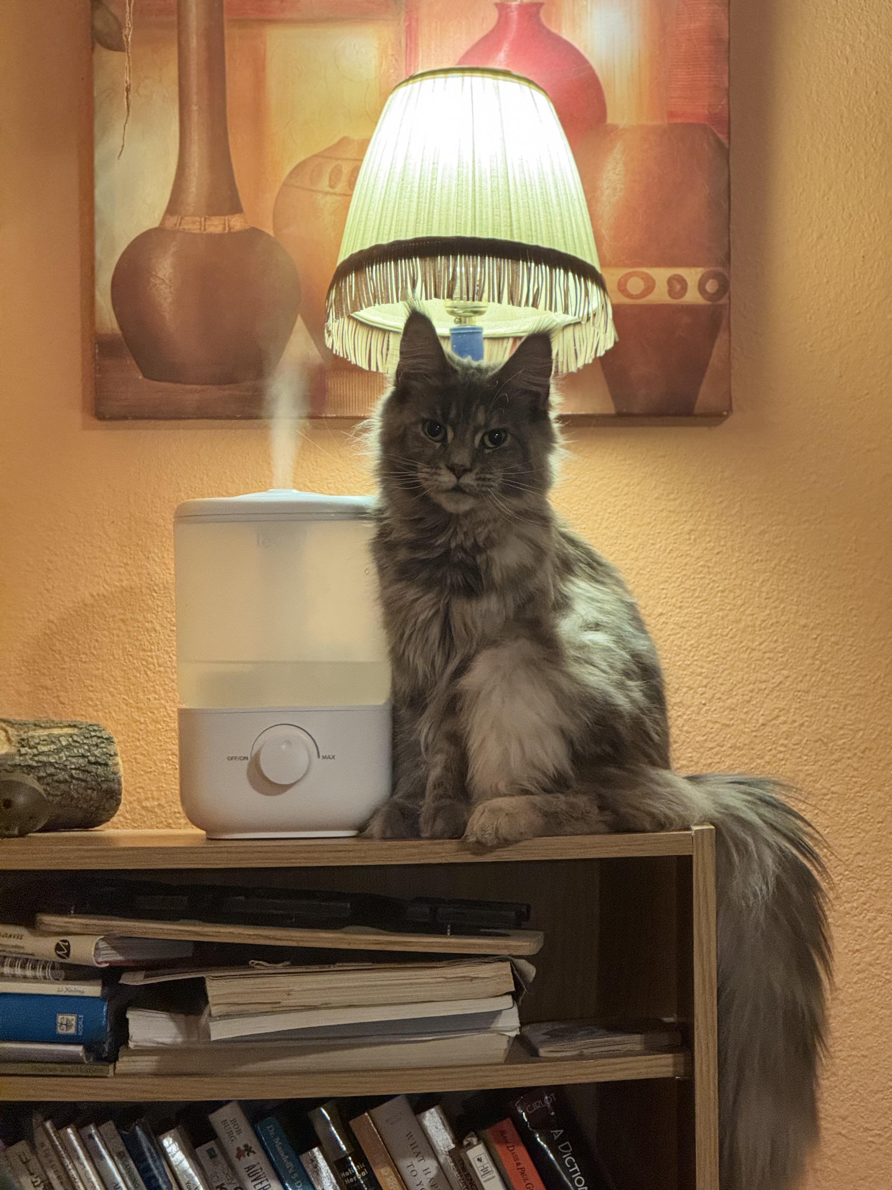 Enlarge Chanel, an adopted mixed breed in Waterloo, IA image 2/4