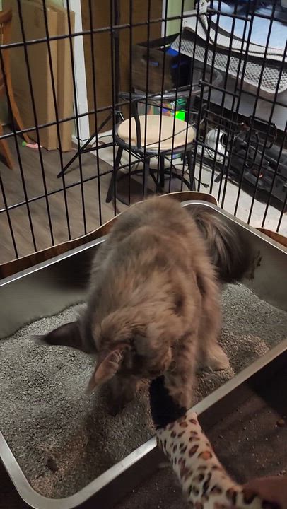 Enlarge Chanel, an adopted mixed breed in Waterloo, IA video 4/4