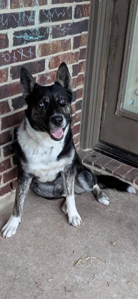 Enlarge Bluey, a Adoptable Husky in Humble, TX image 1/1