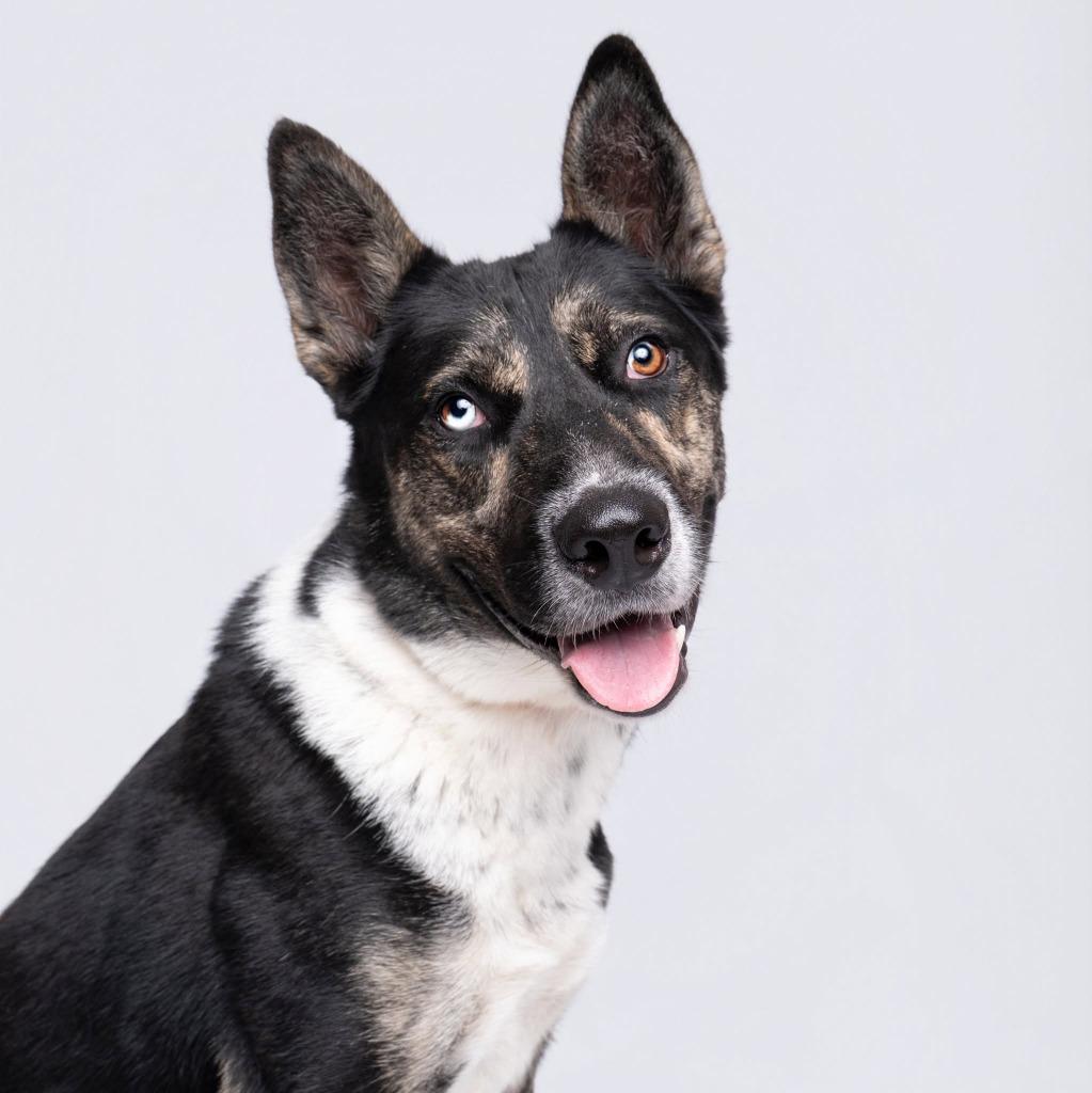Enlarge Bluey, a Adoptable Husky in Humble, TX image 2/2