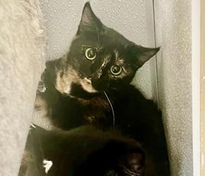 Enlarge Wednesday, a Adoptable mixed breed in San Diego, CA image 1/1