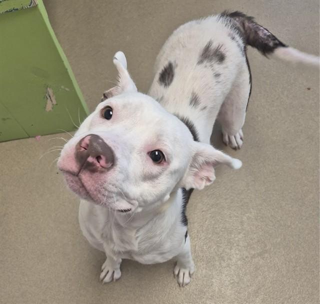 Enlarge CLOVER, a Adoptable Pit Bull Terrier in Decatur, IL image 1/1