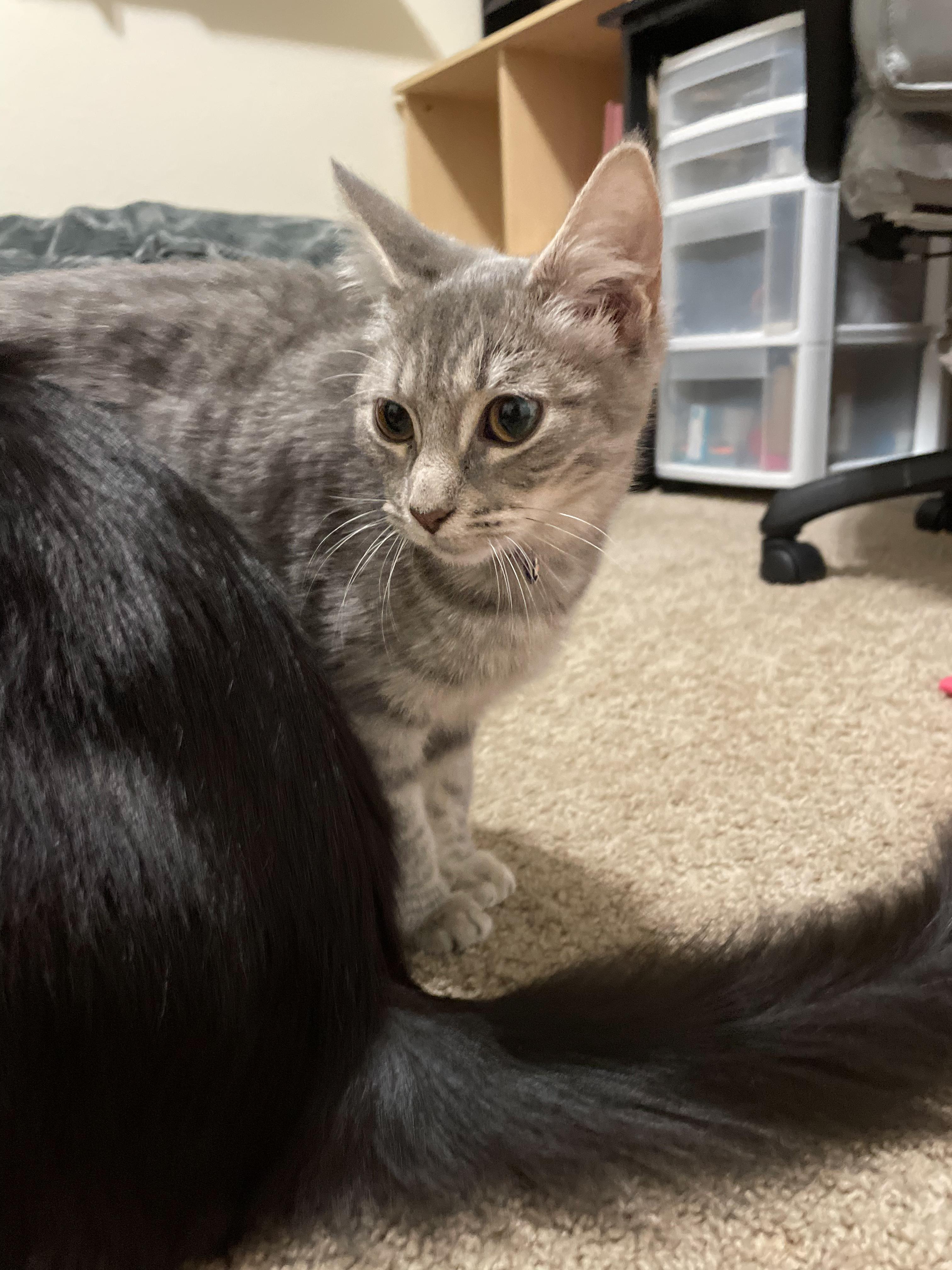 Enlarge Dottie, a Adoptable Domestic Short Hair in Norfolk, VA image 1/4