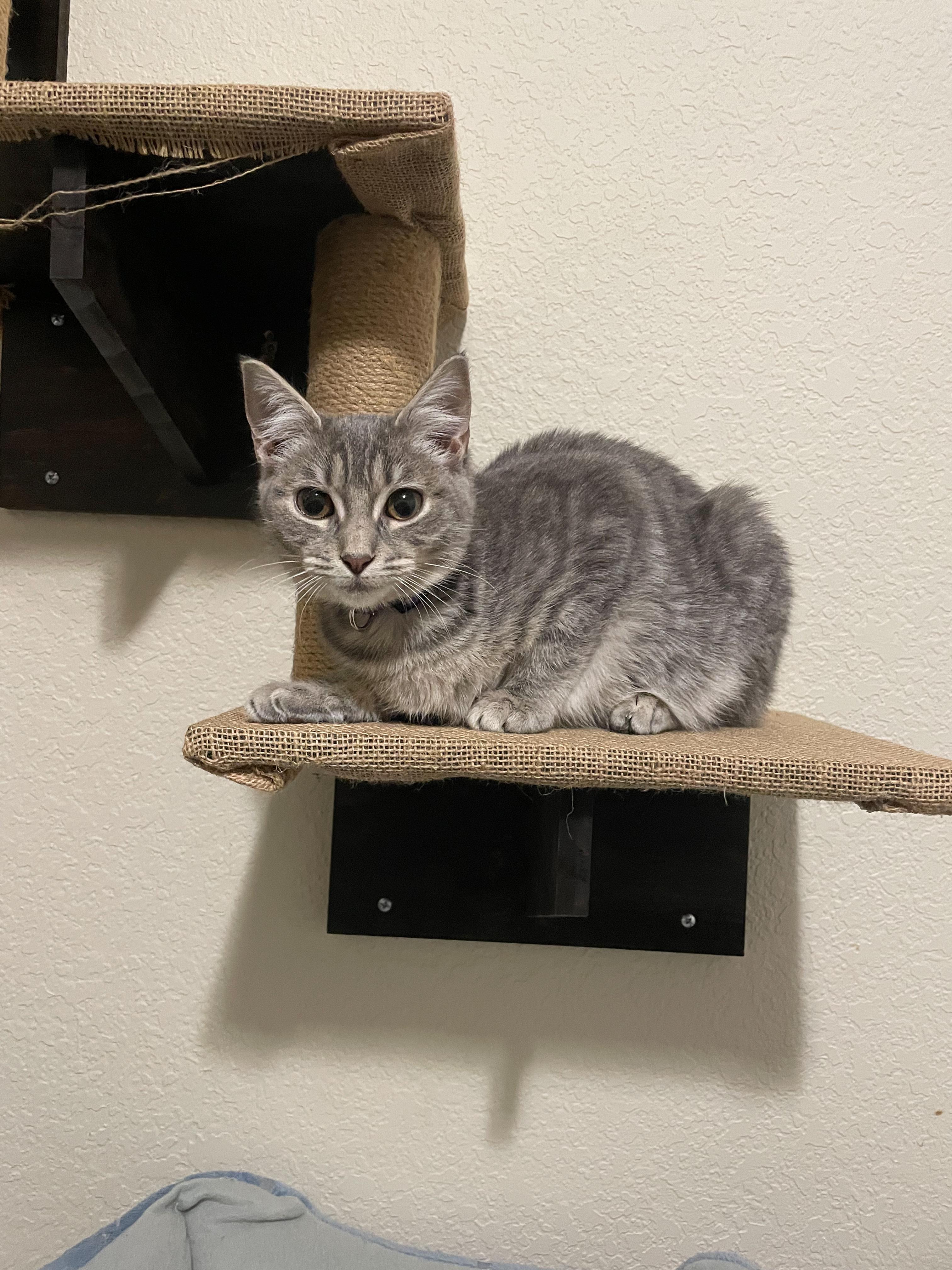 Enlarge Dottie, a Adoptable Domestic Short Hair in Norfolk, VA image 2/4