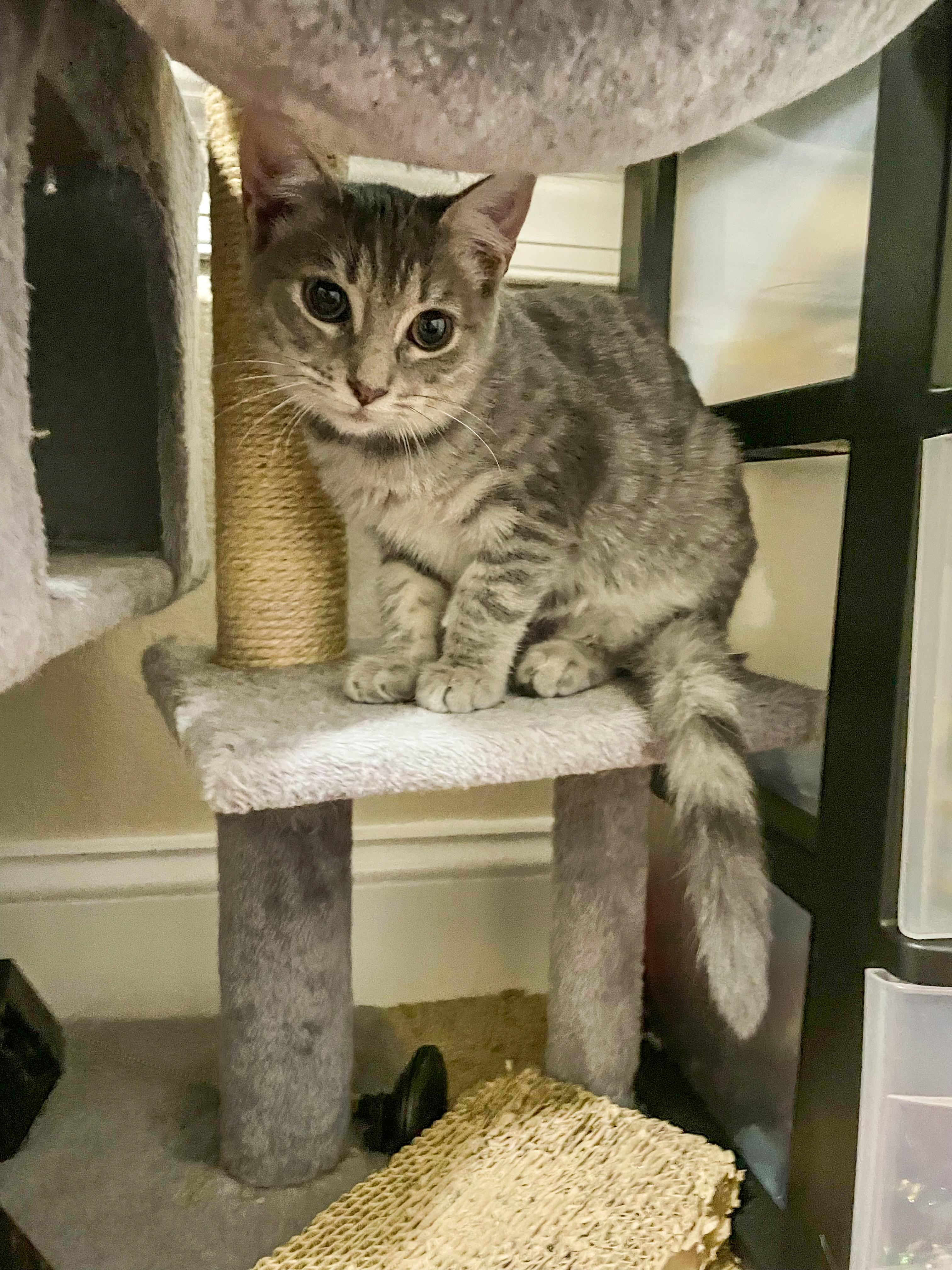 Enlarge Dottie, a Adoptable Domestic Short Hair in Norfolk, VA image 3/4