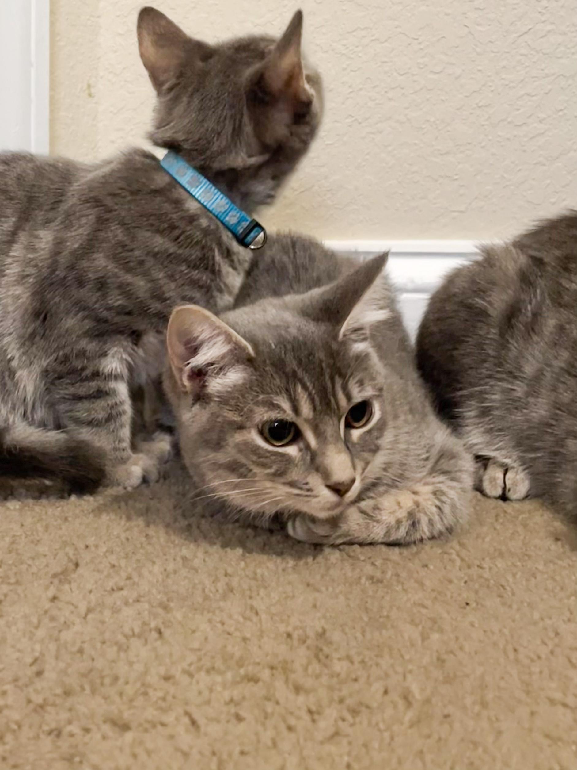 Enlarge Dottie, a Adoptable Domestic Short Hair in Norfolk, VA image 4/4