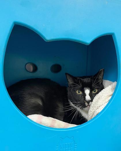 Remus, Adoptable, Adult Male Domestic Short Hair & Domestic Short Hair.