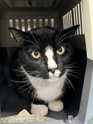 Enlarge Remus, a Adoptable Domestic Short Hair in New Hope, PA image 2/3