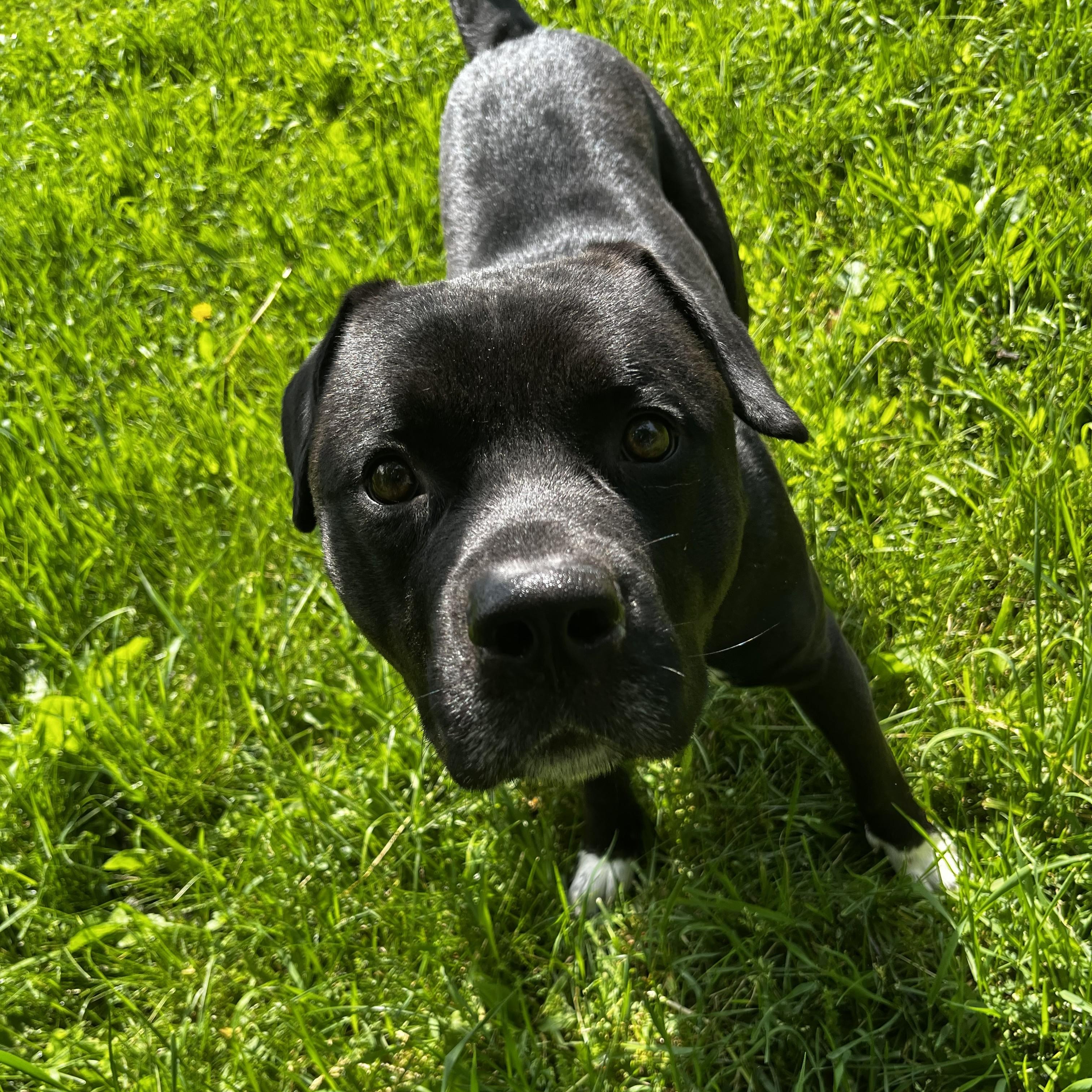 Enlarge Rosco, an adopted mixed breed in Charlotte, MI image 2/4