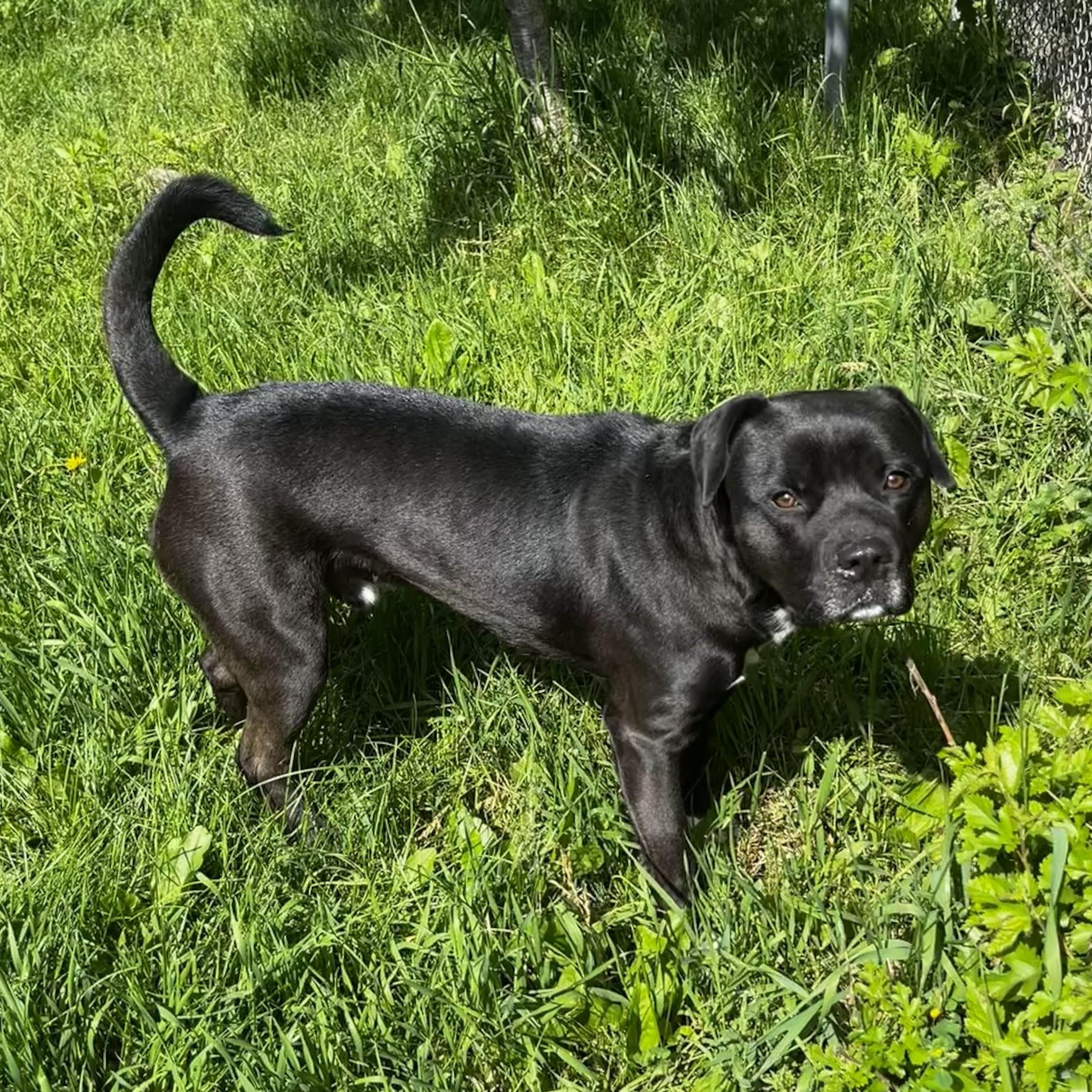 Enlarge Rosco, an adopted mixed breed in Charlotte, MI image 4/4
