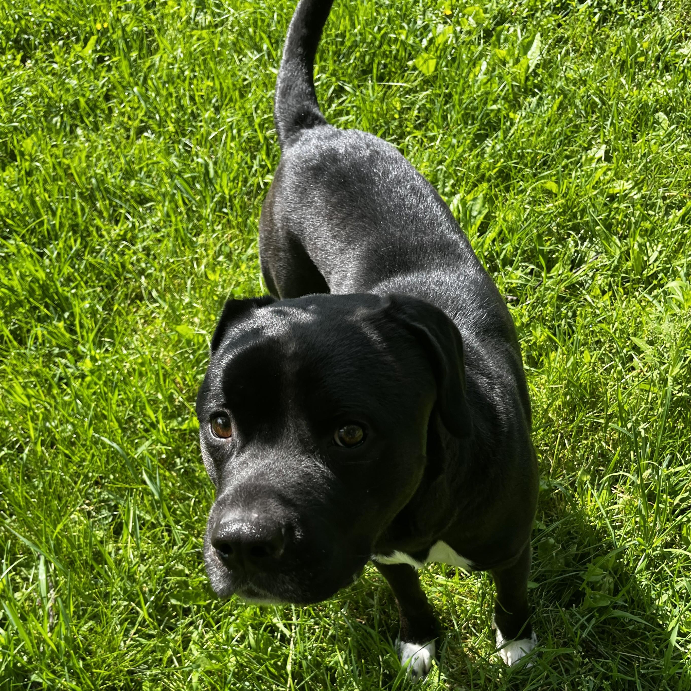 Enlarge Rosco, an adopted mixed breed in Charlotte, MI image 3/4