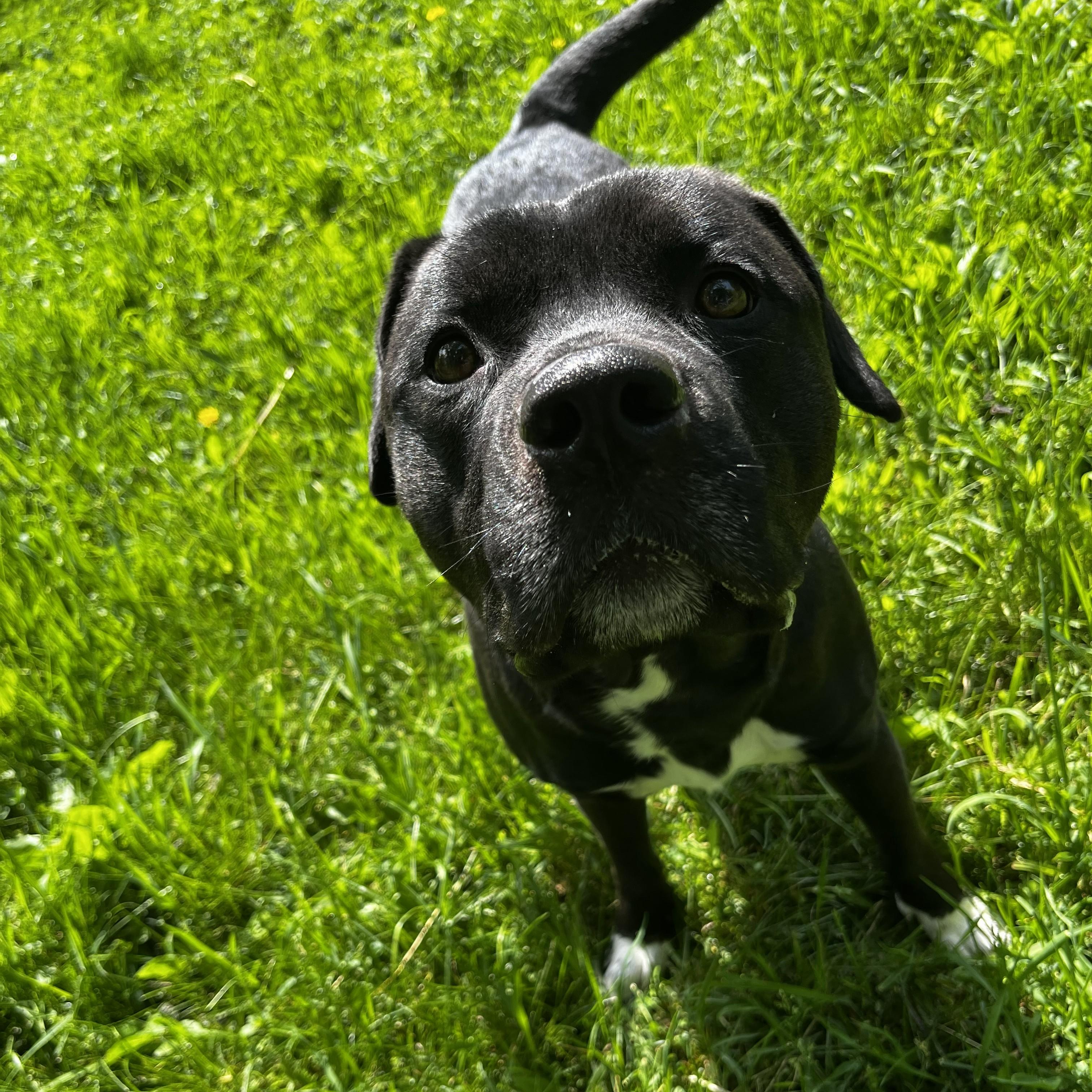Rosco, adopted, Adult Male Pit Bull Terrier.