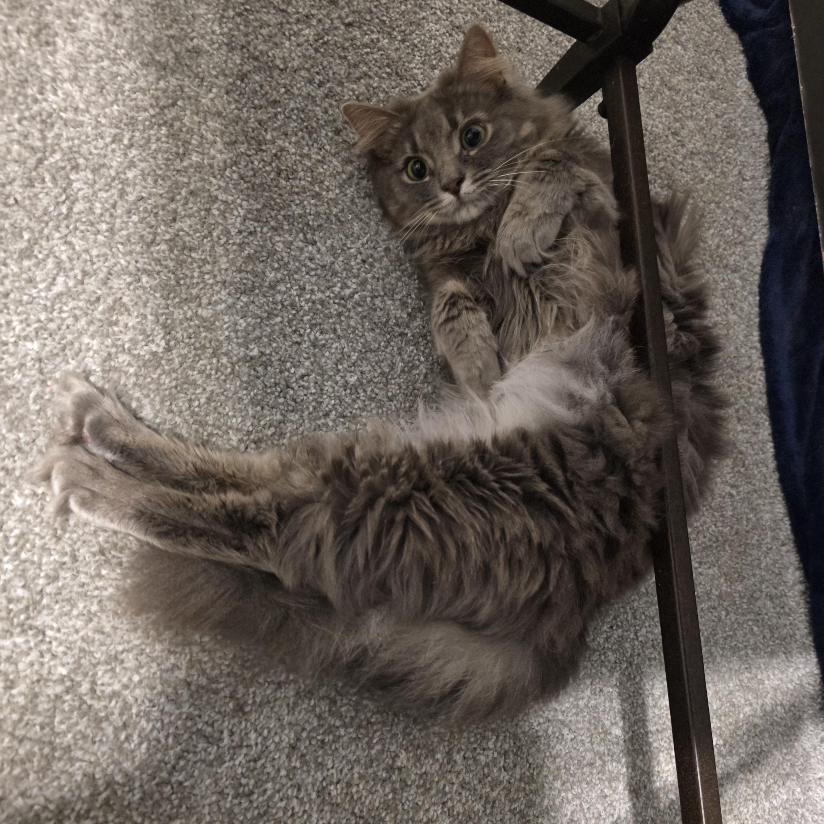 Lady Gray, an adopted Domestic Long Hair in Wilmington, NC image 3/6