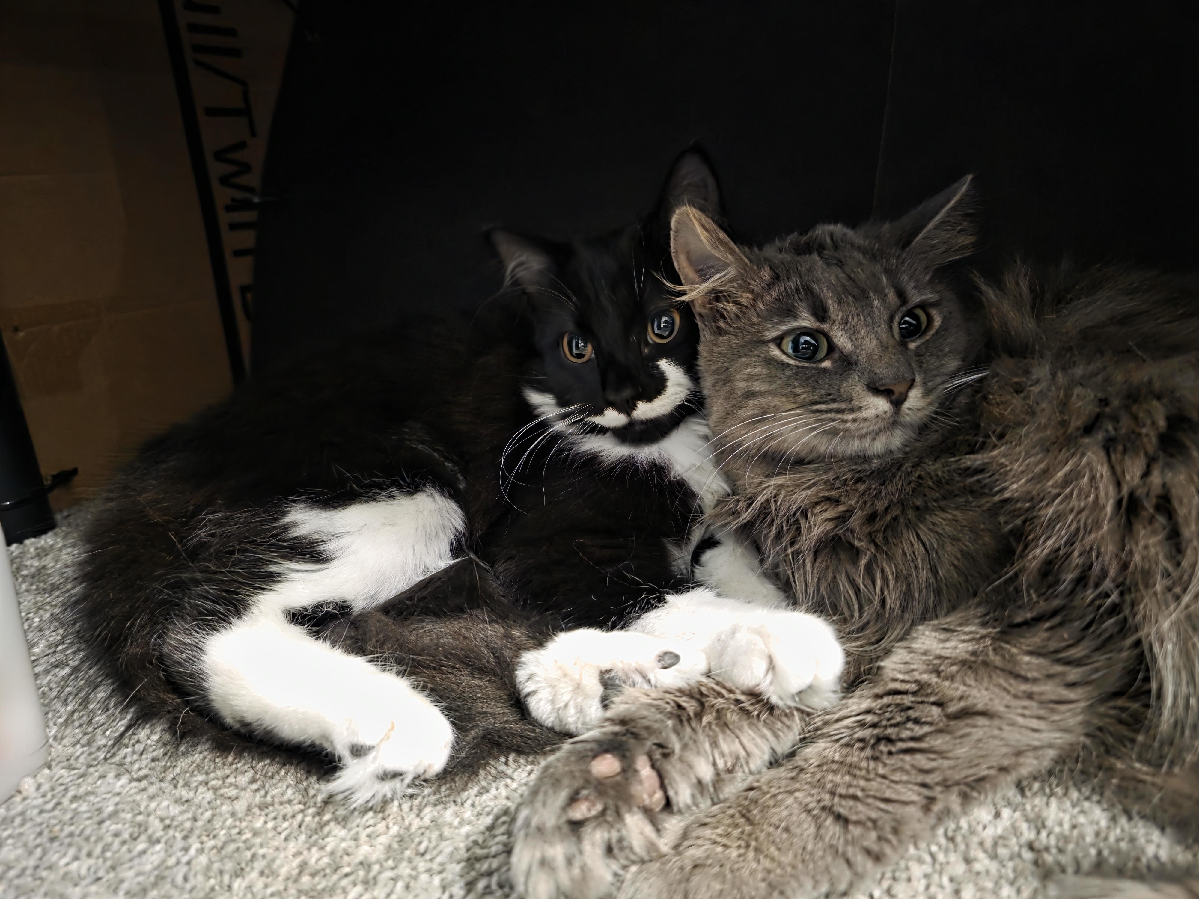 Lady Gray, adopted, Young Female Domestic Long Hair.