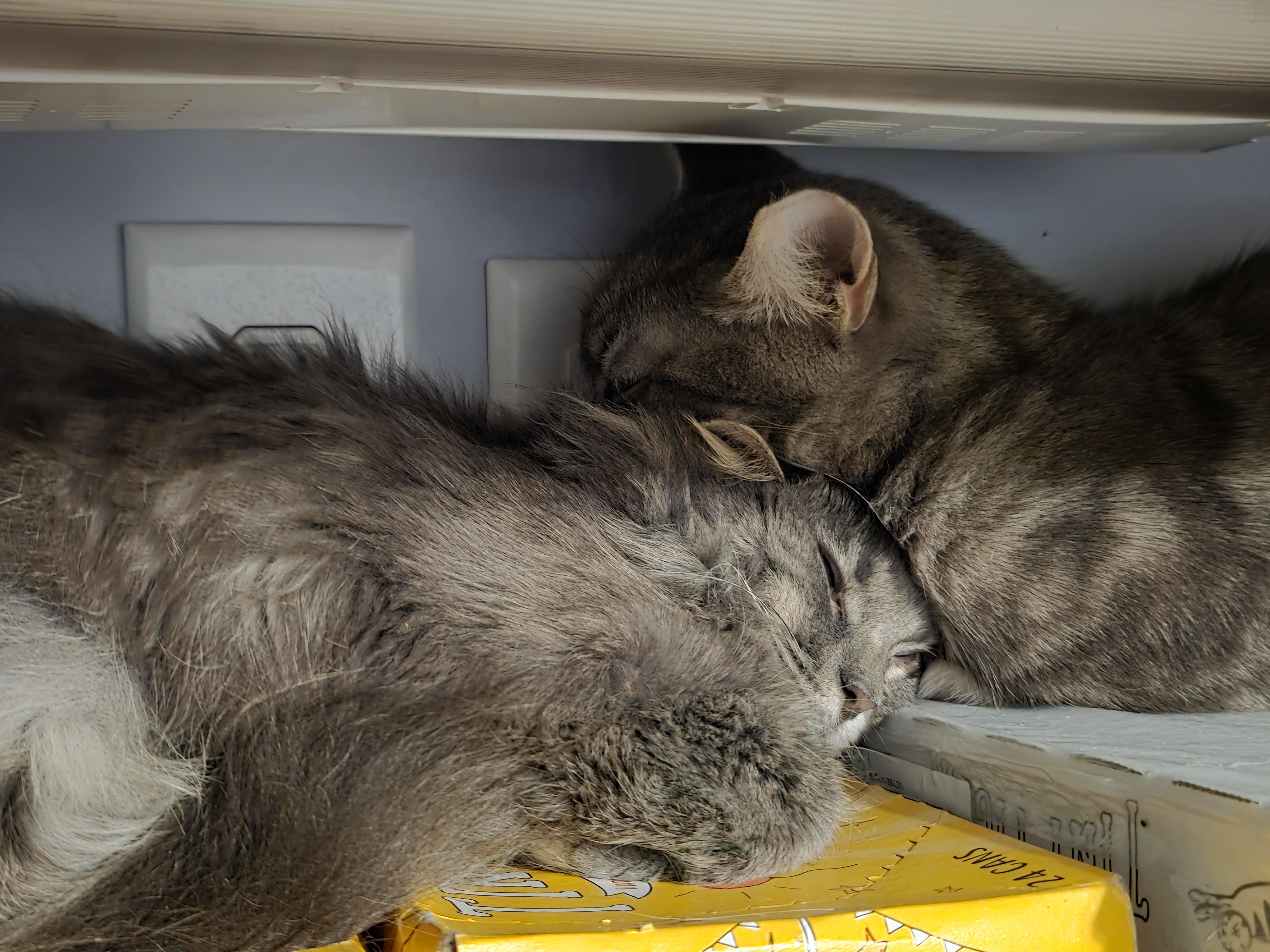 Lady Gray, an adopted Domestic Long Hair in Wilmington, NC image 4/6