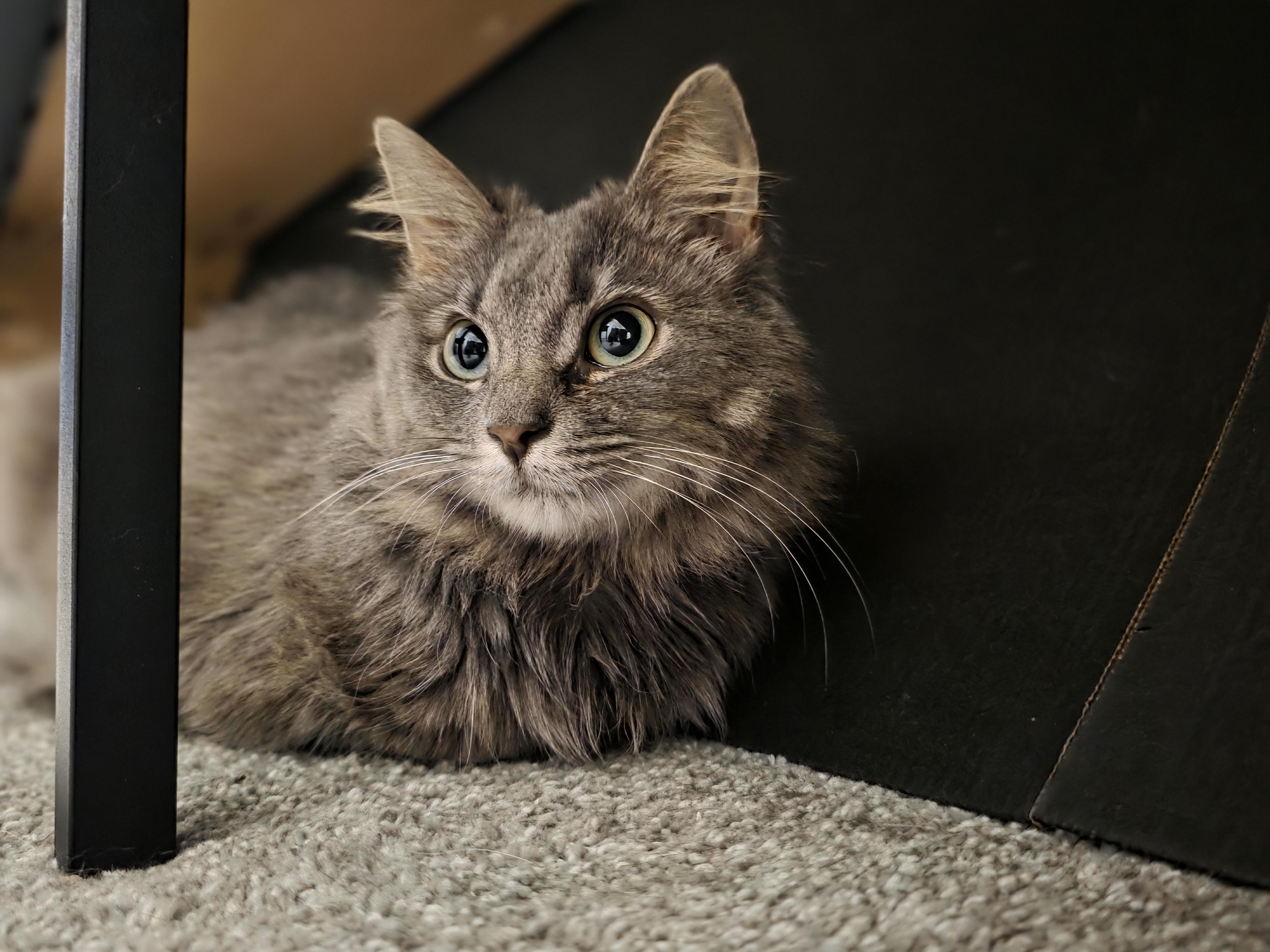 Lady Gray, an adopted Domestic Long Hair in Wilmington, NC image 2/6