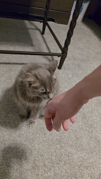 Enlarge Lady Gray, an adopted Domestic Long Hair in Wilmington, NC video 6/6