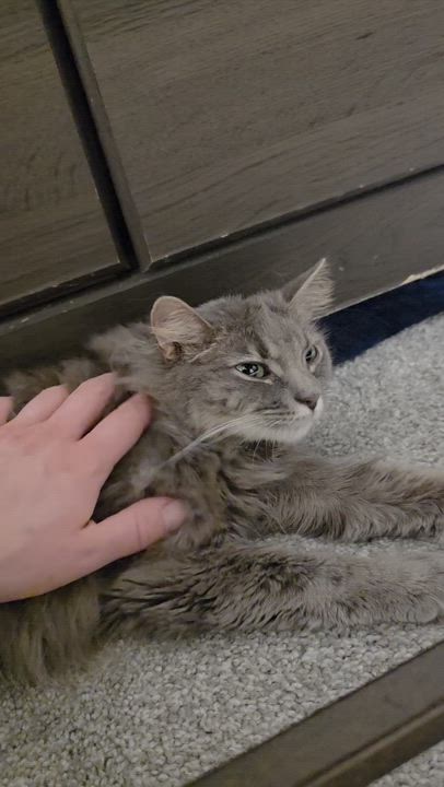 Enlarge Lady Gray, an adopted Domestic Long Hair in Wilmington, NC video 5/6
