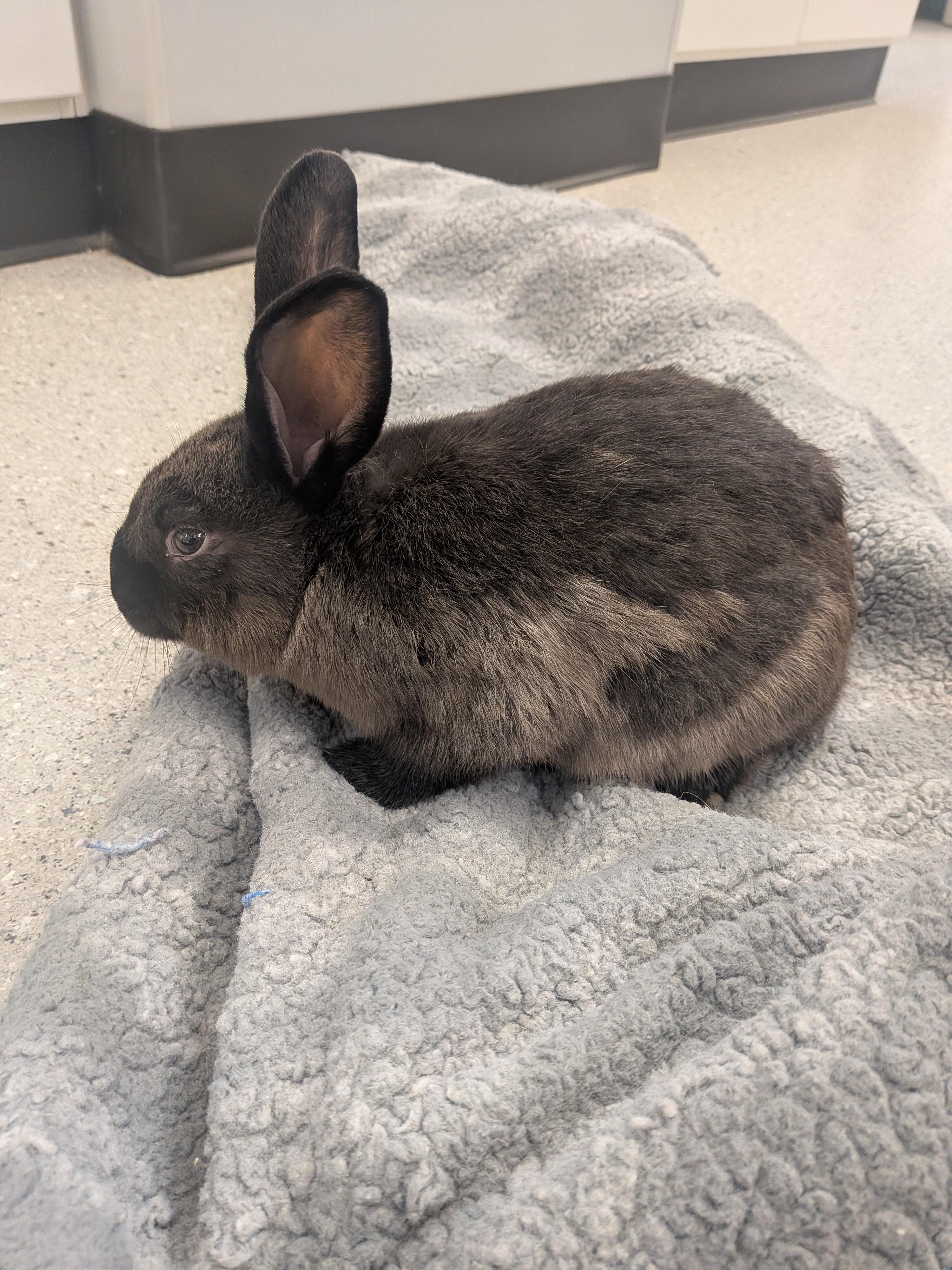 Colin, Adoptable, Baby Male Satin.