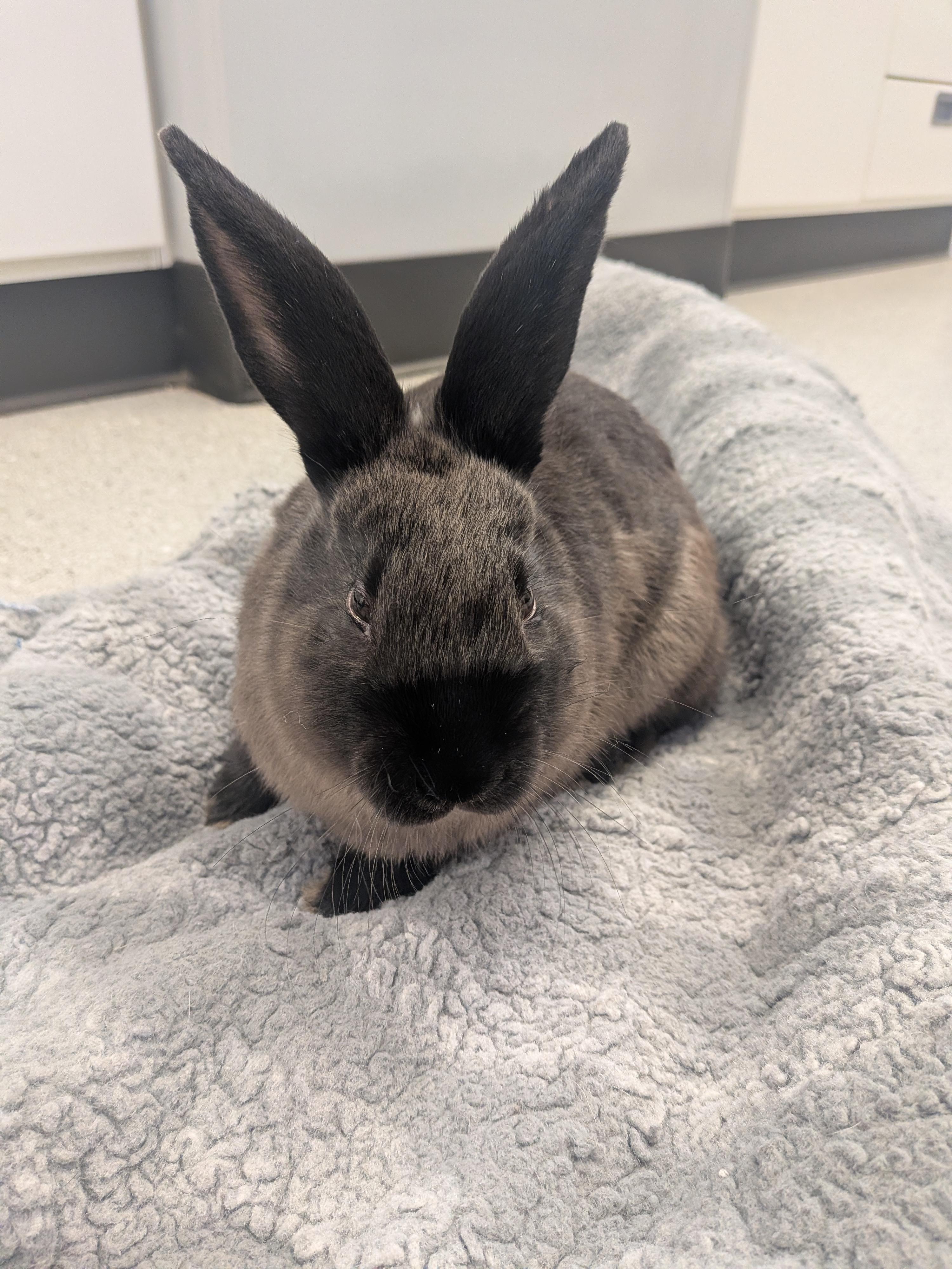 Colin, a Adoptable Satin in Grand Rapids, MI image 2/3