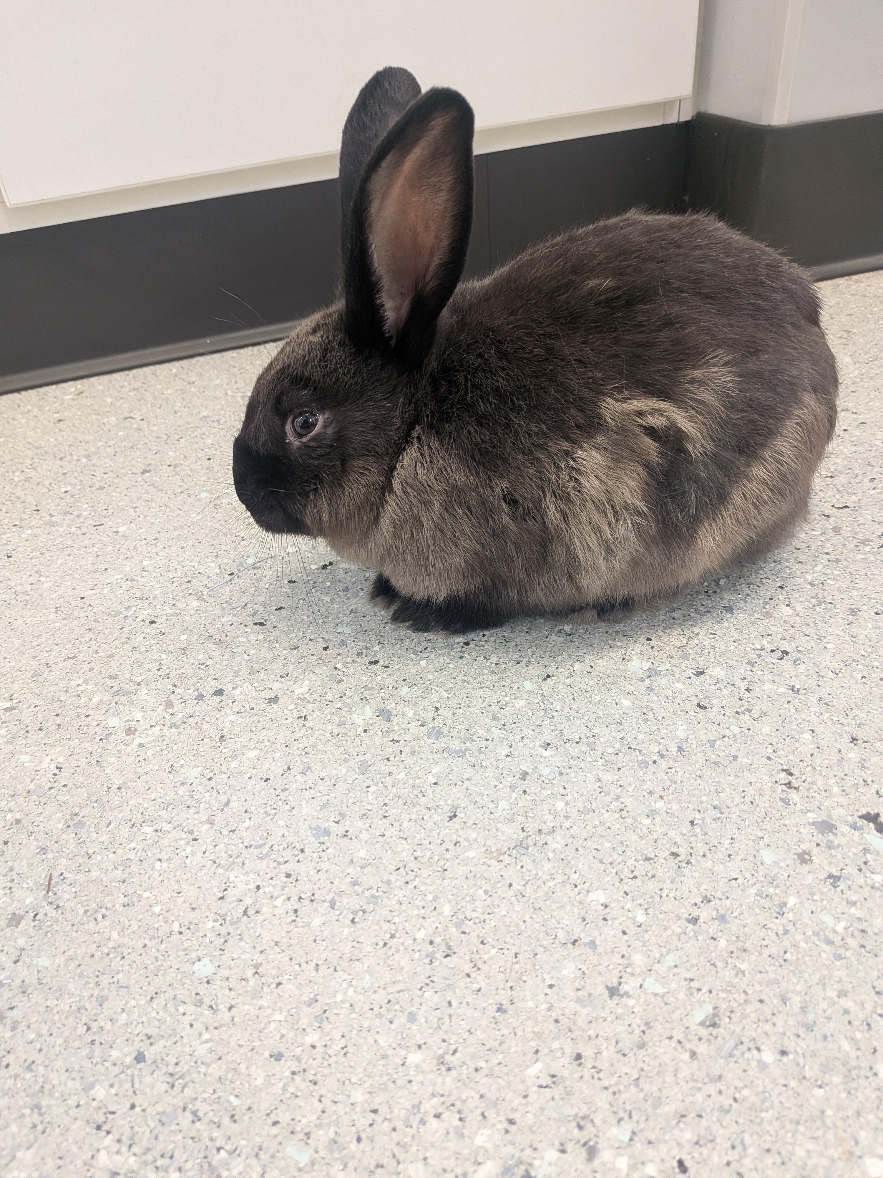 Colin, a Adoptable Satin in Grand Rapids, MI image 3/3