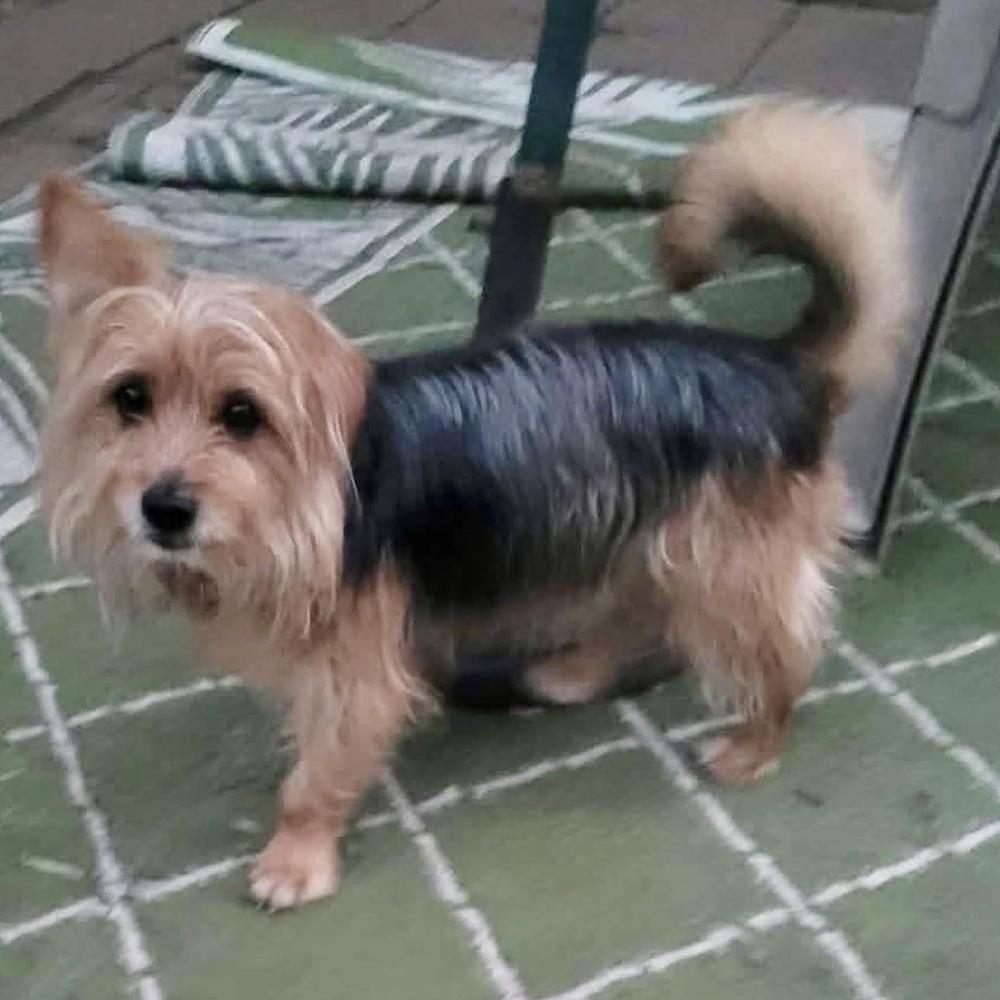 Swayze, Adoptable, Adult Male Terrier.