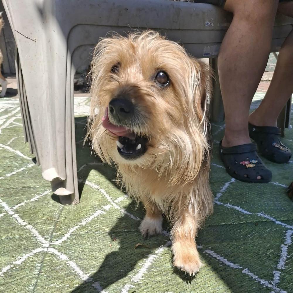 Enlarge Swayze, a Adoptable mixed breed in Groveland, MA image 2/6