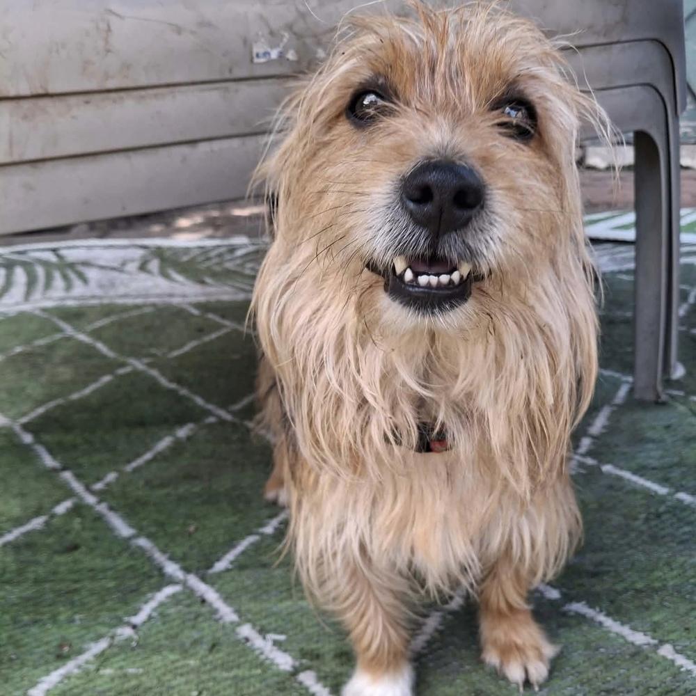 Enlarge Swayze, a Adoptable mixed breed in Groveland, MA image 6/6