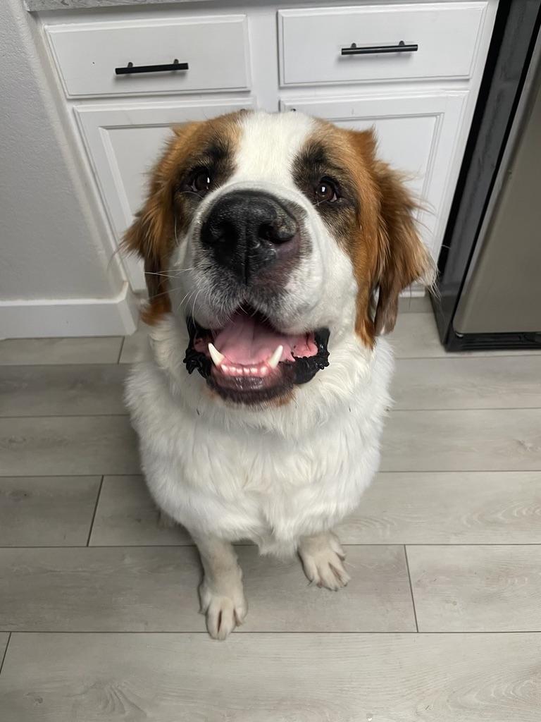 Alvin aka Big Al - purebred St. Bernard, Adopted, Young Male Saint Bernard.