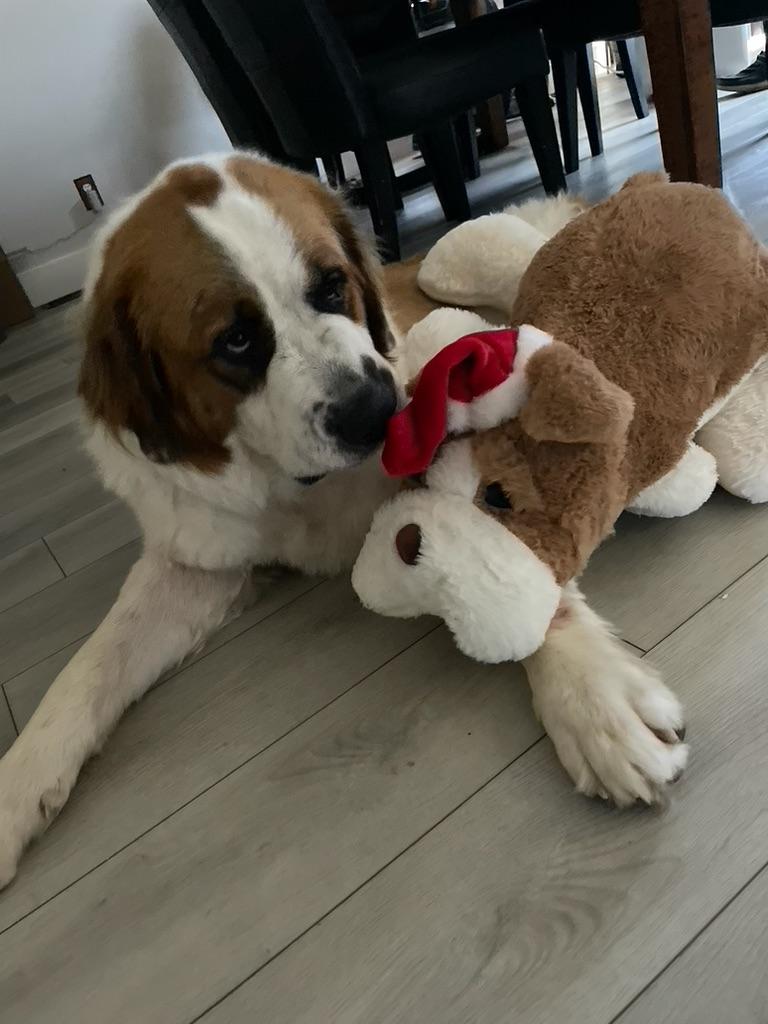 Enlarge Alvin aka Big Al - purebred St. Bernard, a Adopted Saint Bernard in Boulder, CO image 2/6