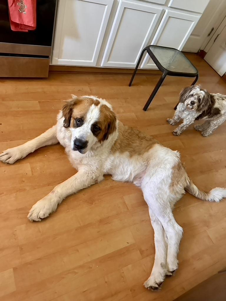 Enlarge Alvin aka Big Al - purebred St. Bernard, a Adopted Saint Bernard in Boulder, CO image 3/6
