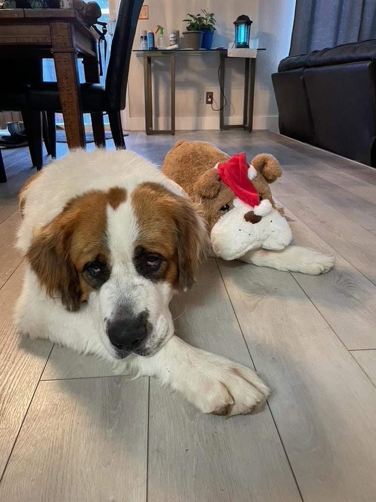 Enlarge Alvin aka Big Al - purebred St. Bernard, a Adopted Saint Bernard in Boulder, CO image 4/6
