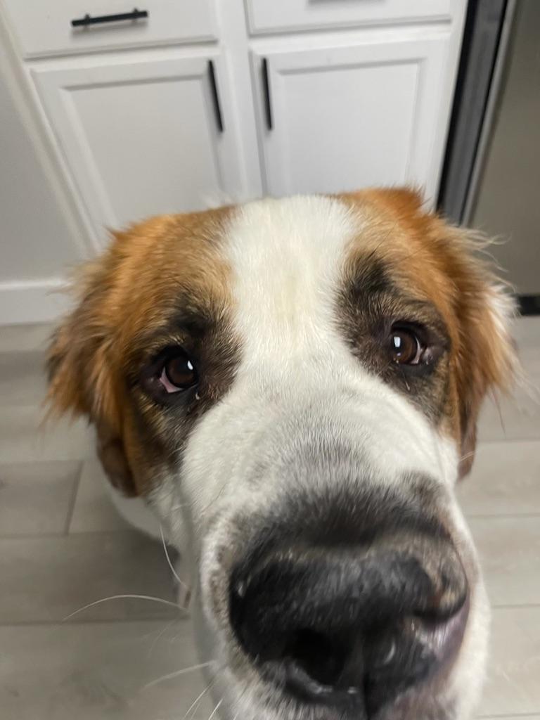 Enlarge Alvin aka Big Al - purebred St. Bernard, a Adopted Saint Bernard in Boulder, CO image 5/6