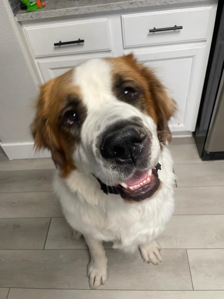 Enlarge Alvin aka Big Al - purebred St. Bernard, a Adopted Saint Bernard in Boulder, CO image 6/6