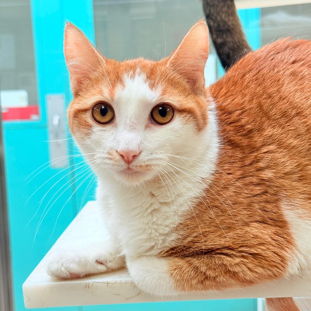 Pearl, Adoptable, Adult Female Domestic Short Hair.