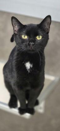Enlarge Popcan, a Adoptable Domestic Short Hair in Oskaloosa, IA image 1/1