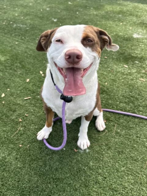 ARCHIE, Adoptable, Adult Male Mixed Breed.