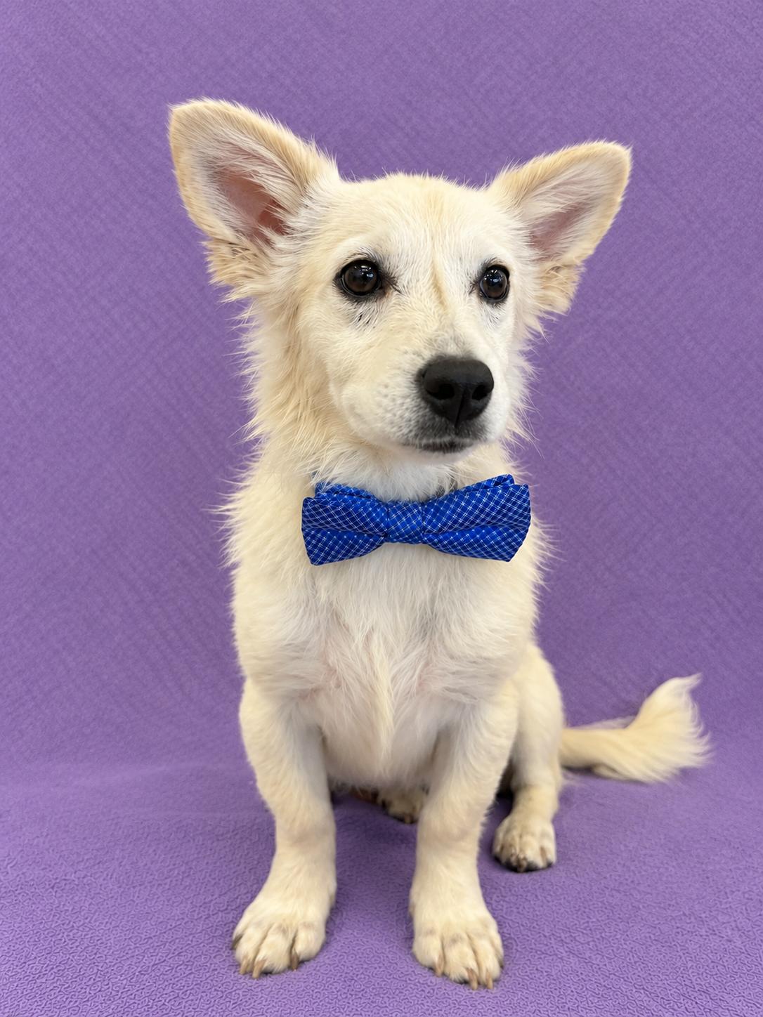 Enlarge Leo, a Adopted Maltese in Lodi, CA image 4/5