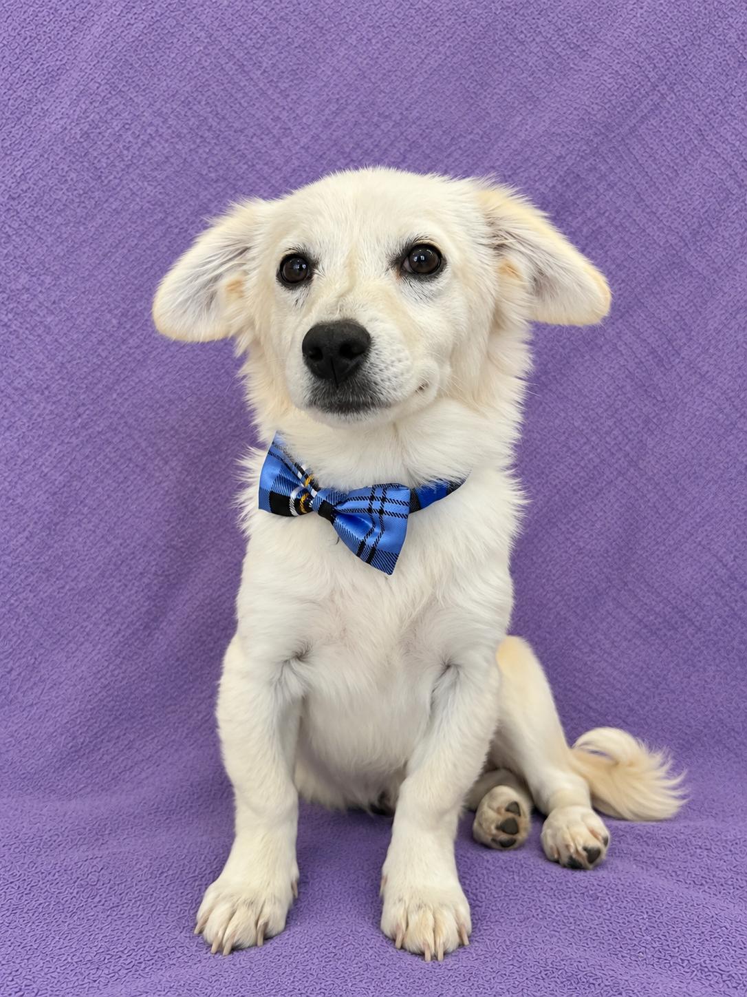 Enlarge Leo, a Adopted Maltese in Lodi, CA image 3/5