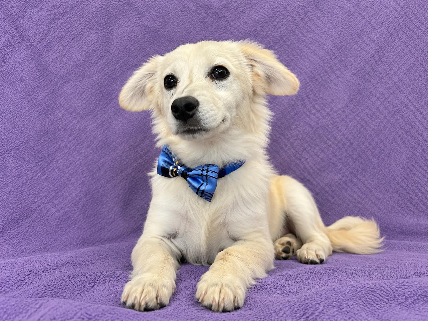 Enlarge Leo, a Adopted Maltese in Lodi, CA image 5/5