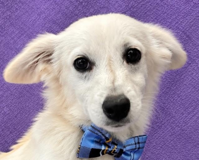 Enlarge Leo, a Adopted Maltese in Lodi, CA image 2/5