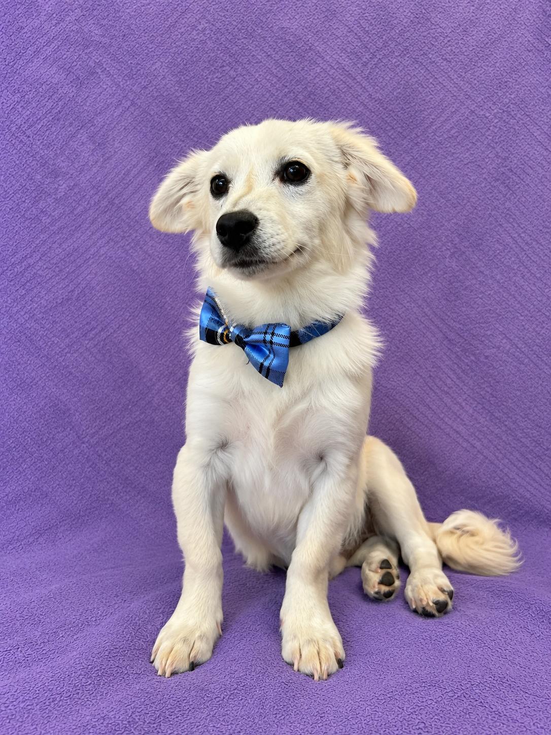 Enlarge Leo, a Adopted Maltese in Lodi, CA image 1/5