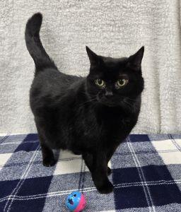 Enlarge Molly, a ADOPTABLE Domestic Short Hair in Bucyrus, OH image 2/3