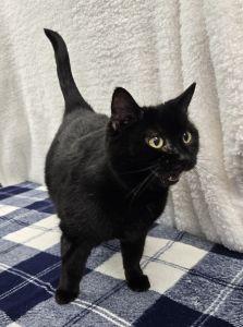 Enlarge Molly, a ADOPTABLE Domestic Short Hair in Bucyrus, OH image 3/3