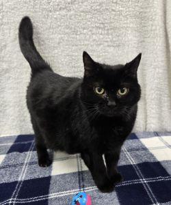 Enlarge Molly, a ADOPTABLE Domestic Short Hair in Bucyrus, OH image 1/3