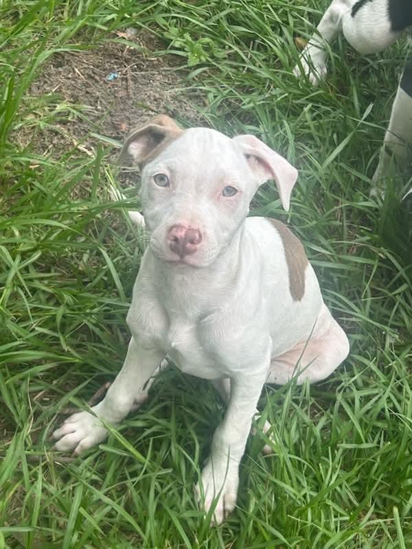Enlarge Mocha, a Adoptable Pit Bull Terrier in Panama City, FL image 1/1