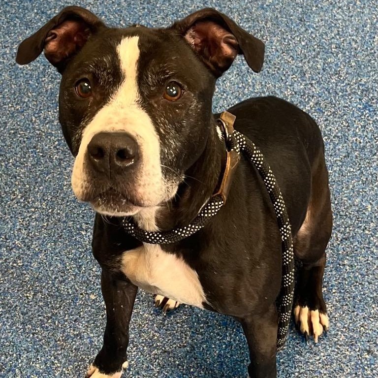 Amaya, very sweet, 6yo girl, Active and Playful, Great Family Dog !!, a ADOPTABLE mixed breed in Richmond, VA image 2/6