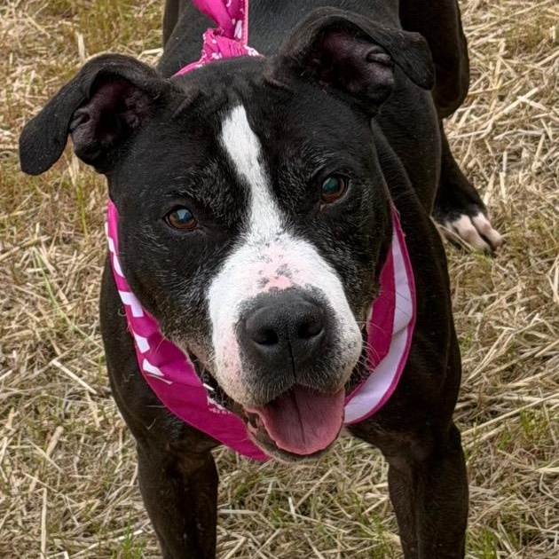 Amaya, very sweet, 6yo girl, Active and Playful, Great Family Dog !!, a ADOPTABLE mixed breed in Richmond, VA image 3/6